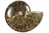 Polished, Agatized Ammonite (Cleoniceras) - Madagascar #102613-1